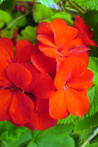 A mobile wallpaper and MMS picture for Apple iPhone 7s, 6s, 5s, 4s, Plus, iPods, iPads, New iPads, Samsung Galaxy S Series and Notes, Sony Ericsson Xperia, LG Mobile Phones, Tablets and Devices: Red Colored Pelargonia -Geranium- flower.
