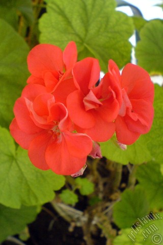 A mobile wallpaper and MMS picture for Apple iPhone 7s, 6s, 5s, 4s, Plus, iPods, iPads, New iPads, Samsung Galaxy S Series and Notes, Sony Ericsson Xperia, LG Mobile Phones, Tablets and Devices: Red Colored Pelargonia -Geranium- flower.
