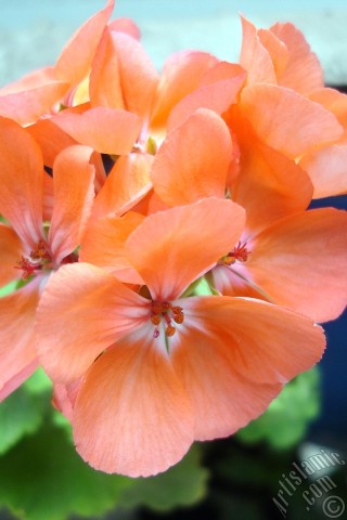 A mobile wallpaper and MMS picture for Apple iPhone 7s, 6s, 5s, 4s, Plus, iPods, iPads, New iPads, Samsung Galaxy S Series and Notes, Sony Ericsson Xperia, LG Mobile Phones, Tablets and Devices: Red Colored Pelargonia -Geranium- flower.
