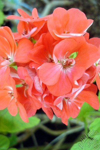 A mobile wallpaper and MMS picture for Apple iPhone 7s, 6s, 5s, 4s, Plus, iPods, iPads, New iPads, Samsung Galaxy S Series and Notes, Sony Ericsson Xperia, LG Mobile Phones, Tablets and Devices: Red Colored Pelargonia -Geranium- flower.
