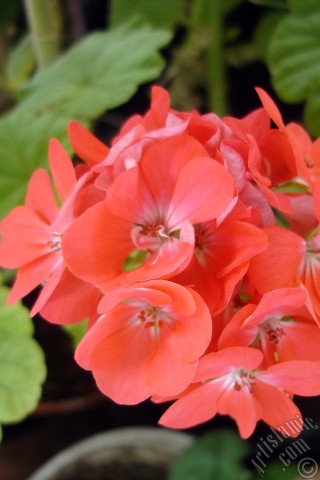 A mobile wallpaper and MMS picture for Apple iPhone 7s, 6s, 5s, 4s, Plus, iPods, iPads, New iPads, Samsung Galaxy S Series and Notes, Sony Ericsson Xperia, LG Mobile Phones, Tablets and Devices: Red Colored Pelargonia -Geranium- flower.
