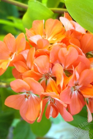 A mobile wallpaper and MMS picture for Apple iPhone 7s, 6s, 5s, 4s, Plus, iPods, iPads, New iPads, Samsung Galaxy S Series and Notes, Sony Ericsson Xperia, LG Mobile Phones, Tablets and Devices: Red Colored Pelargonia -Geranium- flower.
