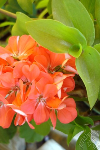 A mobile wallpaper and MMS picture for Apple iPhone 7s, 6s, 5s, 4s, Plus, iPods, iPads, New iPads, Samsung Galaxy S Series and Notes, Sony Ericsson Xperia, LG Mobile Phones, Tablets and Devices: Red Colored Pelargonia -Geranium- flower.
