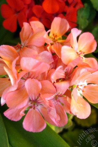 A mobile wallpaper and MMS picture for Apple iPhone 7s, 6s, 5s, 4s, Plus, iPods, iPads, New iPads, Samsung Galaxy S Series and Notes, Sony Ericsson Xperia, LG Mobile Phones, Tablets and Devices: Red Colored Pelargonia -Geranium- flower.
