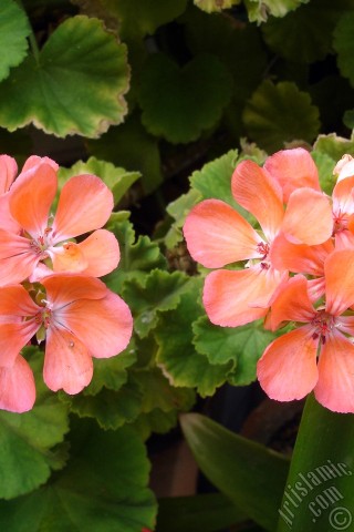 A mobile wallpaper and MMS picture for Apple iPhone 7s, 6s, 5s, 4s, Plus, iPods, iPads, New iPads, Samsung Galaxy S Series and Notes, Sony Ericsson Xperia, LG Mobile Phones, Tablets and Devices: Red Colored Pelargonia -Geranium- flower.
