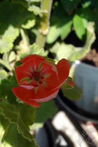 A mobile wallpaper and MMS picture for Apple iPhone 7s, 6s, 5s, 4s, Plus, iPods, iPads, New iPads, Samsung Galaxy S Series and Notes, Sony Ericsson Xperia, LG Mobile Phones, Tablets and Devices: Red Colored Pelargonia -Geranium- flower.
