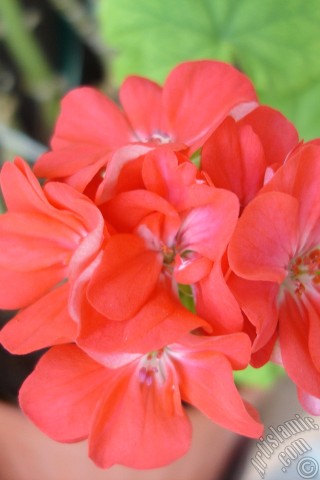 A mobile wallpaper and MMS picture for Apple iPhone 7s, 6s, 5s, 4s, Plus, iPods, iPads, New iPads, Samsung Galaxy S Series and Notes, Sony Ericsson Xperia, LG Mobile Phones, Tablets and Devices: Red Colored Pelargonia -Geranium- flower.
