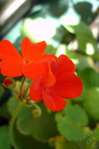 A mobile wallpaper and MMS picture for Apple iPhone 7s, 6s, 5s, 4s, Plus, iPods, iPads, New iPads, Samsung Galaxy S Series and Notes, Sony Ericsson Xperia, LG Mobile Phones, Tablets and Devices: Red Colored Pelargonia -Geranium- flower.
