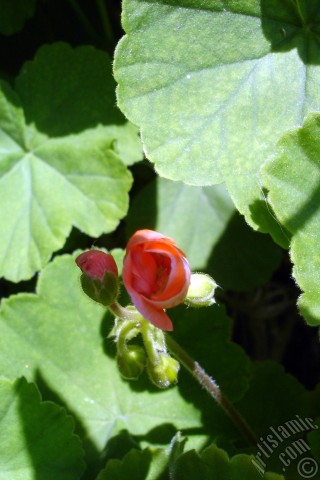 A mobile wallpaper and MMS picture for Apple iPhone 7s, 6s, 5s, 4s, Plus, iPods, iPads, New iPads, Samsung Galaxy S Series and Notes, Sony Ericsson Xperia, LG Mobile Phones, Tablets and Devices: Red Colored Pelargonia -Geranium- flower.
