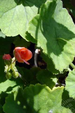 A mobile wallpaper and MMS picture for Apple iPhone 7s, 6s, 5s, 4s, Plus, iPods, iPads, New iPads, Samsung Galaxy S Series and Notes, Sony Ericsson Xperia, LG Mobile Phones, Tablets and Devices: Red Colored Pelargonia -Geranium- flower.
