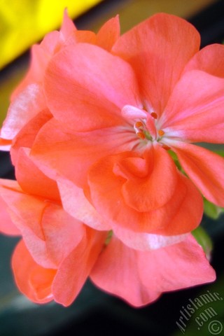 A mobile wallpaper and MMS picture for Apple iPhone 7s, 6s, 5s, 4s, Plus, iPods, iPads, New iPads, Samsung Galaxy S Series and Notes, Sony Ericsson Xperia, LG Mobile Phones, Tablets and Devices: Red Colored Pelargonia -Geranium- flower.
