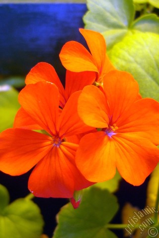 A mobile wallpaper and MMS picture for Apple iPhone 7s, 6s, 5s, 4s, Plus, iPods, iPads, New iPads, Samsung Galaxy S Series and Notes, Sony Ericsson Xperia, LG Mobile Phones, Tablets and Devices: Red Colored Pelargonia -Geranium- flower.
