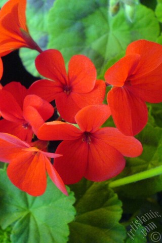 A mobile wallpaper and MMS picture for Apple iPhone 7s, 6s, 5s, 4s, Plus, iPods, iPads, New iPads, Samsung Galaxy S Series and Notes, Sony Ericsson Xperia, LG Mobile Phones, Tablets and Devices: Red Colored Pelargonia -Geranium- flower.

