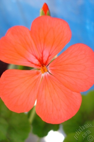 A mobile wallpaper and MMS picture for Apple iPhone 7s, 6s, 5s, 4s, Plus, iPods, iPads, New iPads, Samsung Galaxy S Series and Notes, Sony Ericsson Xperia, LG Mobile Phones, Tablets and Devices: Red Colored Pelargonia -Geranium- flower.
