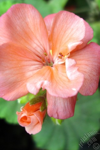 A mobile wallpaper and MMS picture for Apple iPhone 7s, 6s, 5s, 4s, Plus, iPods, iPads, New iPads, Samsung Galaxy S Series and Notes, Sony Ericsson Xperia, LG Mobile Phones, Tablets and Devices: Red Colored Pelargonia -Geranium- flower.
