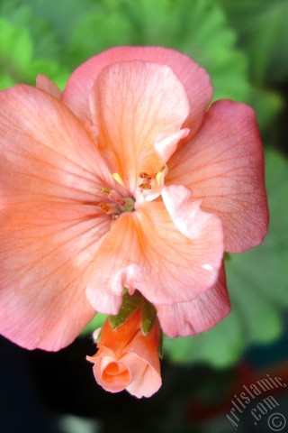 A mobile wallpaper and MMS picture for Apple iPhone 7s, 6s, 5s, 4s, Plus, iPods, iPads, New iPads, Samsung Galaxy S Series and Notes, Sony Ericsson Xperia, LG Mobile Phones, Tablets and Devices: Red Colored Pelargonia -Geranium- flower.
