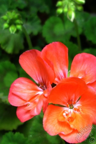 A mobile wallpaper and MMS picture for Apple iPhone 7s, 6s, 5s, 4s, Plus, iPods, iPads, New iPads, Samsung Galaxy S Series and Notes, Sony Ericsson Xperia, LG Mobile Phones, Tablets and Devices: Red Colored Pelargonia -Geranium- flower.
