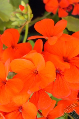 A mobile wallpaper and MMS picture for Apple iPhone 7s, 6s, 5s, 4s, Plus, iPods, iPads, New iPads, Samsung Galaxy S Series and Notes, Sony Ericsson Xperia, LG Mobile Phones, Tablets and Devices: Red Colored Pelargonia -Geranium- flower.
