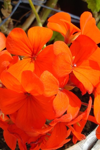 A mobile wallpaper and MMS picture for Apple iPhone 7s, 6s, 5s, 4s, Plus, iPods, iPads, New iPads, Samsung Galaxy S Series and Notes, Sony Ericsson Xperia, LG Mobile Phones, Tablets and Devices: Red Colored Pelargonia -Geranium- flower.
