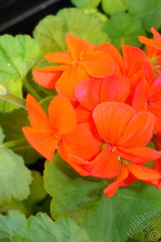 A mobile wallpaper and MMS picture for Apple iPhone 7s, 6s, 5s, 4s, Plus, iPods, iPads, New iPads, Samsung Galaxy S Series and Notes, Sony Ericsson Xperia, LG Mobile Phones, Tablets and Devices: Red Colored Pelargonia -Geranium- flower.
