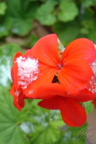 A mobile wallpaper and MMS picture for Apple iPhone 7s, 6s, 5s, 4s, Plus, iPods, iPads, New iPads, Samsung Galaxy S Series and Notes, Sony Ericsson Xperia, LG Mobile Phones, Tablets and Devices: Red Colored Pelargonia -Geranium- flower.
