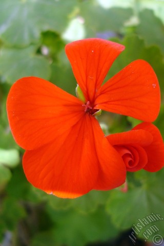 A mobile wallpaper and MMS picture for Apple iPhone 7s, 6s, 5s, 4s, Plus, iPods, iPads, New iPads, Samsung Galaxy S Series and Notes, Sony Ericsson Xperia, LG Mobile Phones, Tablets and Devices: Red Colored Pelargonia -Geranium- flower.
