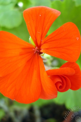 A mobile wallpaper and MMS picture for Apple iPhone 7s, 6s, 5s, 4s, Plus, iPods, iPads, New iPads, Samsung Galaxy S Series and Notes, Sony Ericsson Xperia, LG Mobile Phones, Tablets and Devices: Red Colored Pelargonia -Geranium- flower.
