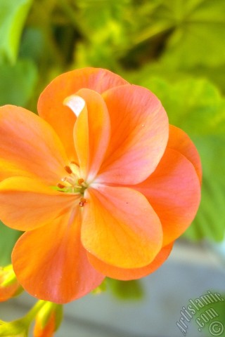 A mobile wallpaper and MMS picture for Apple iPhone 7s, 6s, 5s, 4s, Plus, iPods, iPads, New iPads, Samsung Galaxy S Series and Notes, Sony Ericsson Xperia, LG Mobile Phones, Tablets and Devices: Red Colored Pelargonia -Geranium- flower.
