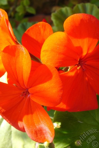 A mobile wallpaper and MMS picture for Apple iPhone 7s, 6s, 5s, 4s, Plus, iPods, iPads, New iPads, Samsung Galaxy S Series and Notes, Sony Ericsson Xperia, LG Mobile Phones, Tablets and Devices: Red Colored Pelargonia -Geranium- flower.
