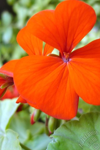 A mobile wallpaper and MMS picture for Apple iPhone 7s, 6s, 5s, 4s, Plus, iPods, iPads, New iPads, Samsung Galaxy S Series and Notes, Sony Ericsson Xperia, LG Mobile Phones, Tablets and Devices: Red Colored Pelargonia -Geranium- flower.
