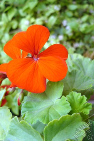 A mobile wallpaper and MMS picture for Apple iPhone 7s, 6s, 5s, 4s, Plus, iPods, iPads, New iPads, Samsung Galaxy S Series and Notes, Sony Ericsson Xperia, LG Mobile Phones, Tablets and Devices: Red Colored Pelargonia -Geranium- flower.
