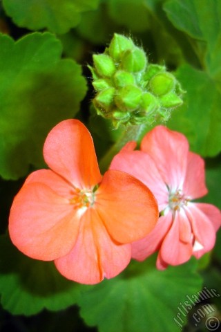 A mobile wallpaper and MMS picture for Apple iPhone 7s, 6s, 5s, 4s, Plus, iPods, iPads, New iPads, Samsung Galaxy S Series and Notes, Sony Ericsson Xperia, LG Mobile Phones, Tablets and Devices: Red Colored Pelargonia -Geranium- flower.
