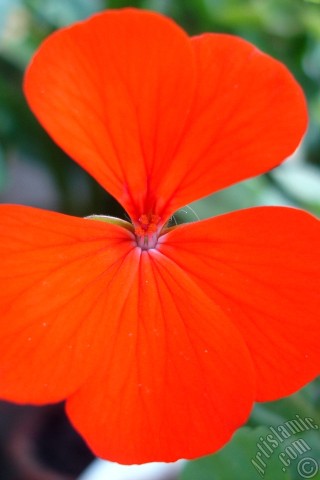 A mobile wallpaper and MMS picture for Apple iPhone 7s, 6s, 5s, 4s, Plus, iPods, iPads, New iPads, Samsung Galaxy S Series and Notes, Sony Ericsson Xperia, LG Mobile Phones, Tablets and Devices: Red Colored Pelargonia -Geranium- flower.
