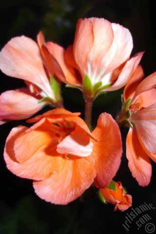 A mobile wallpaper and MMS picture for Apple iPhone 7s, 6s, 5s, 4s, Plus, iPods, iPads, New iPads, Samsung Galaxy S Series and Notes, Sony Ericsson Xperia, LG Mobile Phones, Tablets and Devices: Red Colored Pelargonia -Geranium- flower.
