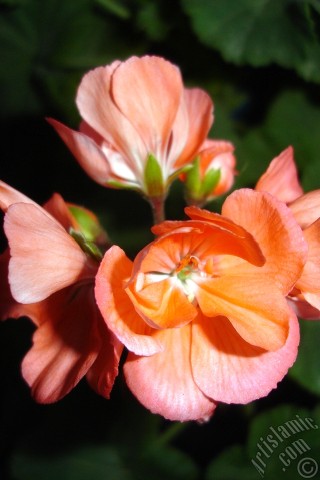 A mobile wallpaper and MMS picture for Apple iPhone 7s, 6s, 5s, 4s, Plus, iPods, iPads, New iPads, Samsung Galaxy S Series and Notes, Sony Ericsson Xperia, LG Mobile Phones, Tablets and Devices: Red Colored Pelargonia -Geranium- flower.
