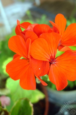 A mobile wallpaper and MMS picture for Apple iPhone 7s, 6s, 5s, 4s, Plus, iPods, iPads, New iPads, Samsung Galaxy S Series and Notes, Sony Ericsson Xperia, LG Mobile Phones, Tablets and Devices: Red Colored Pelargonia -Geranium- flower.
