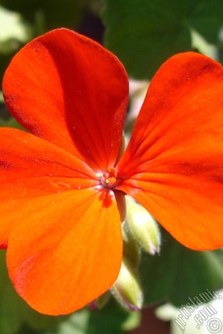 A mobile wallpaper and MMS picture for Apple iPhone 7s, 6s, 5s, 4s, Plus, iPods, iPads, New iPads, Samsung Galaxy S Series and Notes, Sony Ericsson Xperia, LG Mobile Phones, Tablets and Devices: Red Colored Pelargonia -Geranium- flower.
