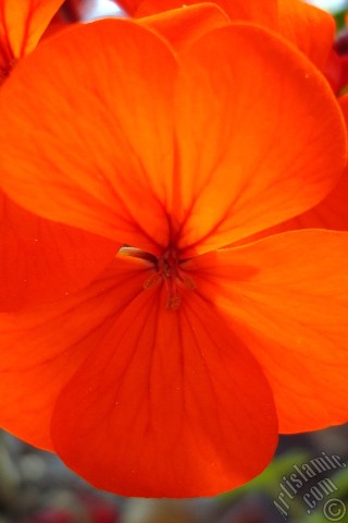 A mobile wallpaper and MMS picture for Apple iPhone 7s, 6s, 5s, 4s, Plus, iPods, iPads, New iPads, Samsung Galaxy S Series and Notes, Sony Ericsson Xperia, LG Mobile Phones, Tablets and Devices: Red Colored Pelargonia -Geranium- flower.
