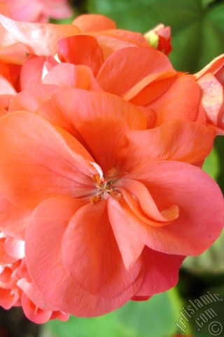 A mobile wallpaper and MMS picture for Apple iPhone 7s, 6s, 5s, 4s, Plus, iPods, iPads, New iPads, Samsung Galaxy S Series and Notes, Sony Ericsson Xperia, LG Mobile Phones, Tablets and Devices: Red Colored Pelargonia -Geranium- flower.
