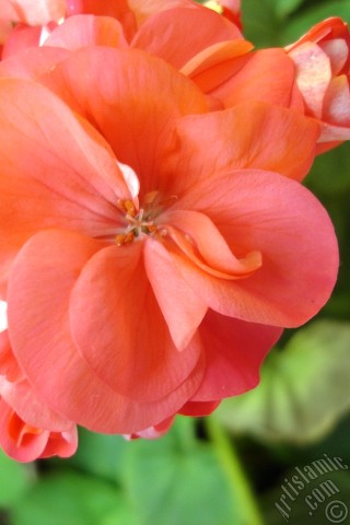 A mobile wallpaper and MMS picture for Apple iPhone 7s, 6s, 5s, 4s, Plus, iPods, iPads, New iPads, Samsung Galaxy S Series and Notes, Sony Ericsson Xperia, LG Mobile Phones, Tablets and Devices: Red Colored Pelargonia -Geranium- flower.
