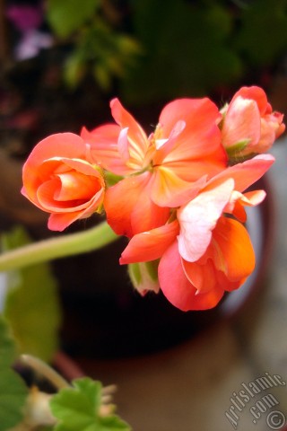 A mobile wallpaper and MMS picture for Apple iPhone 7s, 6s, 5s, 4s, Plus, iPods, iPads, New iPads, Samsung Galaxy S Series and Notes, Sony Ericsson Xperia, LG Mobile Phones, Tablets and Devices: Red Colored Pelargonia -Geranium- flower.
