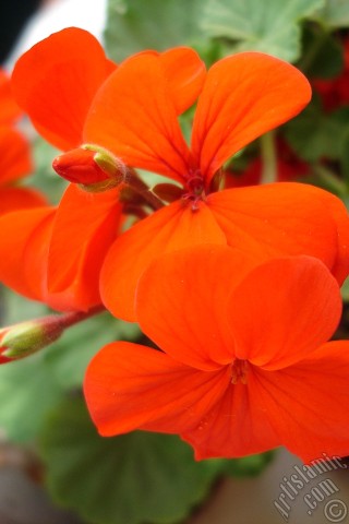 A mobile wallpaper and MMS picture for Apple iPhone 7s, 6s, 5s, 4s, Plus, iPods, iPads, New iPads, Samsung Galaxy S Series and Notes, Sony Ericsson Xperia, LG Mobile Phones, Tablets and Devices: Red Colored Pelargonia -Geranium- flower.
