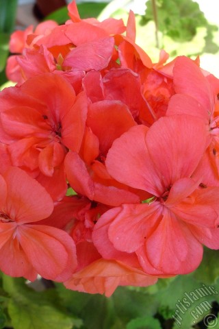 A mobile wallpaper and MMS picture for Apple iPhone 7s, 6s, 5s, 4s, Plus, iPods, iPads, New iPads, Samsung Galaxy S Series and Notes, Sony Ericsson Xperia, LG Mobile Phones, Tablets and Devices: Red Colored Pelargonia -Geranium- flower.
