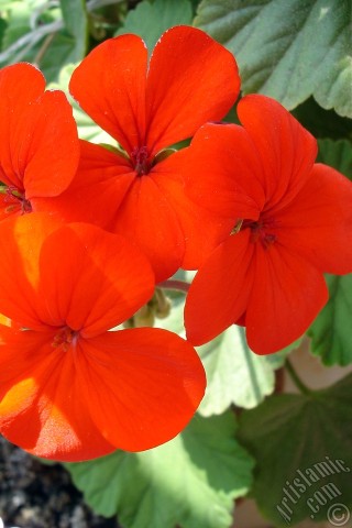 A mobile wallpaper and MMS picture for Apple iPhone 7s, 6s, 5s, 4s, Plus, iPods, iPads, New iPads, Samsung Galaxy S Series and Notes, Sony Ericsson Xperia, LG Mobile Phones, Tablets and Devices: Red Colored Pelargonia -Geranium- flower.
