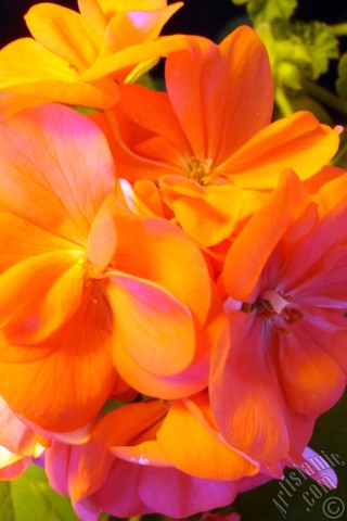 A mobile wallpaper and MMS picture for Apple iPhone 7s, 6s, 5s, 4s, Plus, iPods, iPads, New iPads, Samsung Galaxy S Series and Notes, Sony Ericsson Xperia, LG Mobile Phones, Tablets and Devices: Red Colored Pelargonia -Geranium- flower.
