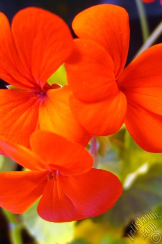 A mobile wallpaper and MMS picture for Apple iPhone 7s, 6s, 5s, 4s, Plus, iPods, iPads, New iPads, Samsung Galaxy S Series and Notes, Sony Ericsson Xperia, LG Mobile Phones, Tablets and Devices: Red Colored Pelargonia -Geranium- flower.
