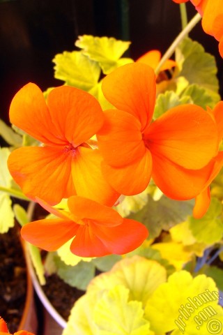 A mobile wallpaper and MMS picture for Apple iPhone 7s, 6s, 5s, 4s, Plus, iPods, iPads, New iPads, Samsung Galaxy S Series and Notes, Sony Ericsson Xperia, LG Mobile Phones, Tablets and Devices: Red Colored Pelargonia -Geranium- flower.
