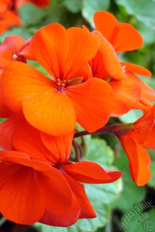 A mobile wallpaper and MMS picture for Apple iPhone 7s, 6s, 5s, 4s, Plus, iPods, iPads, New iPads, Samsung Galaxy S Series and Notes, Sony Ericsson Xperia, LG Mobile Phones, Tablets and Devices: Red Colored Pelargonia -Geranium- flower.
