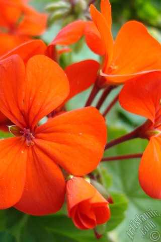 A mobile wallpaper and MMS picture for Apple iPhone 7s, 6s, 5s, 4s, Plus, iPods, iPads, New iPads, Samsung Galaxy S Series and Notes, Sony Ericsson Xperia, LG Mobile Phones, Tablets and Devices: Red Colored Pelargonia -Geranium- flower.
