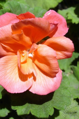 A mobile wallpaper and MMS picture for Apple iPhone 7s, 6s, 5s, 4s, Plus, iPods, iPads, New iPads, Samsung Galaxy S Series and Notes, Sony Ericsson Xperia, LG Mobile Phones, Tablets and Devices: Red Colored Pelargonia -Geranium- flower.
